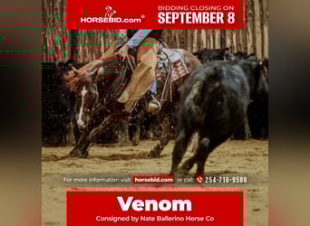 American Quarter Horse, Stallion, 6 years, 14.2 hh, Sorrel