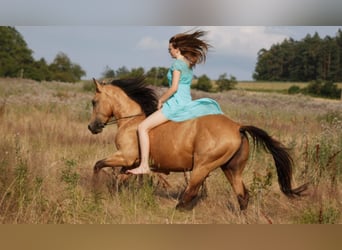 American Quarter Horse, Stallion, 6 years, 14,2 hh, Buckskin