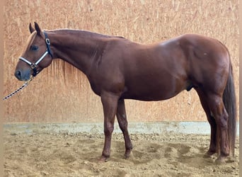 American Quarter Horse, Stallion, 6 years, Chestnut-Red