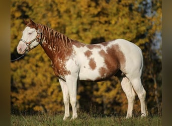 American Quarter Horse, Stallion, 6 years, Overo-all-colors