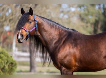 American Quarter Horse, Stallion, 7 years, 14.2 hh, Bay-Dark