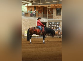 American Quarter Horse, Stallion, 7 years, 14.2 hh, Bay-Dark