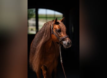 American Quarter Horse, Stallion, 7 years, 14.2 hh, Chestnut