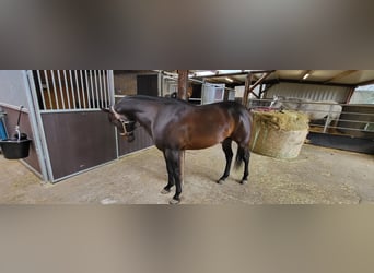 American Quarter Horse, Stallion, 7 years, 14.3 hh, Dun