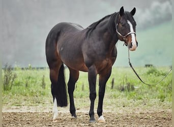 American Quarter Horse, Stallion, 7 years, 15.1 hh, Brown