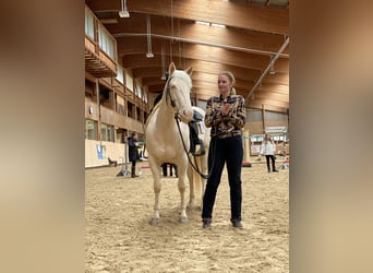 American Quarter Horse, Stallion, 7 years, 15,1 hh, Cremello