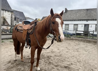 American Quarter Horse, Stallion, 7 years, Brown