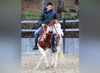 American Quarter Horse, Stallion, 8 years, 14.1 hh, Chestnut-Red