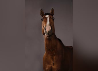 American Quarter Horse Mix, Stallion, 8 years, 14.1 hh, Rabicano