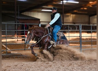 American Quarter Horse, Stallion, 8 years, 14.2 hh, Sorrel