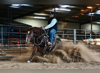 American Quarter Horse, Stallion, 8 years, 14.2 hh, Sorrel