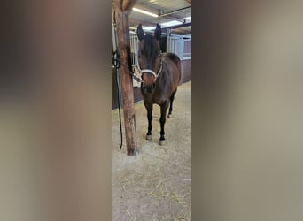 American Quarter Horse, Stallion, 8 years, 14,3 hh, Dun