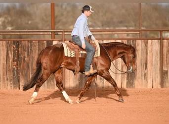 American Quarter Horse, Stallion, 8 years, 14,2 hh, Sorrel
