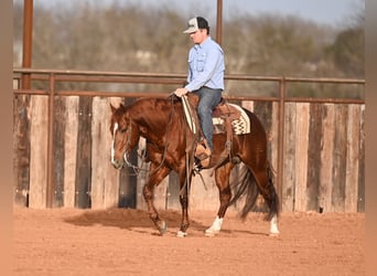 American Quarter Horse, Stallion, 8 years, 14,2 hh, Sorrel