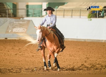 American Quarter Horse, Stallion, 8 years, 15,1 hh, Palomino
