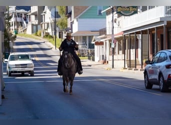 American Quarter Horse, Stallion, 8 years, Roan-Bay