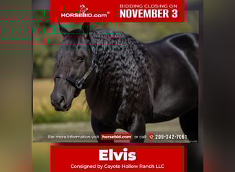 American Quarter Horse, Stallion, 9 years, 14,2 hh, Black