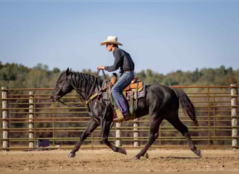 American Quarter Horse, Stallion, 9 years, 14,2 hh, Black