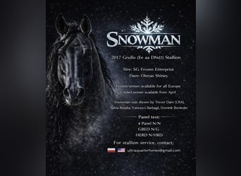 American Quarter Horse, Stallion, 9 years, 15.1 hh, Grullo