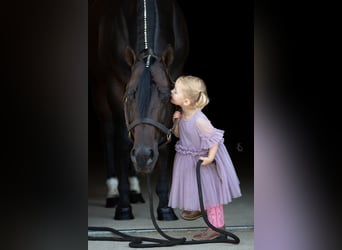 American Quarter Horse, Stallion, 11 years, 15.1 hh, Bay-Dark