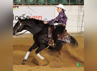 American Quarter Horse, Stallion, 16 years, 15 hh, Bay-Dark