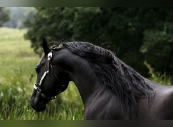 American Quarter Horse, Stallion, 16 years, 15 hh, Bay-Dark
