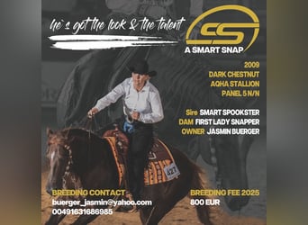 American Quarter Horse, Stallion, 17 years, 15 hh, Bay-Dark