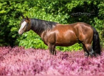 American Quarter Horse, Stallion, 13 years, 14,2 hh, Bay-Dark