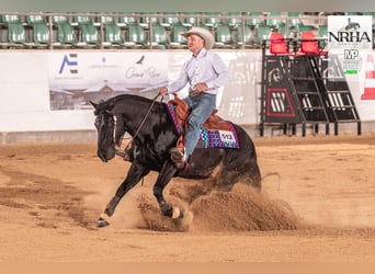 American Quarter Horse, Stallion, 12 years, 14.3 hh, Black