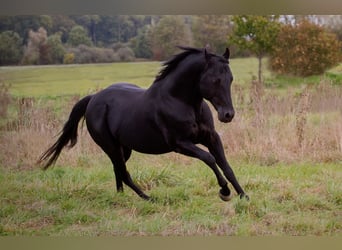 American Quarter Horse, Stallion, 21 years, 14.2 hh, Black