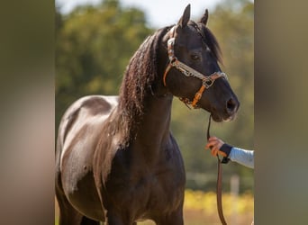 American Quarter Horse, Stallion, 21 years, 14.2 hh, Black