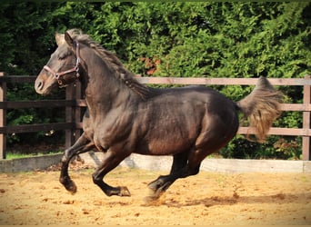 American Quarter Horse, Stallion, 9 years, 15.2 hh, Brown