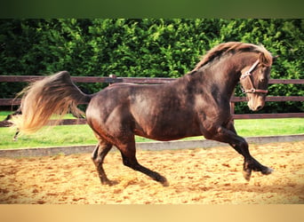 American Quarter Horse, Stallion, 9 years, 15.2 hh, Brown