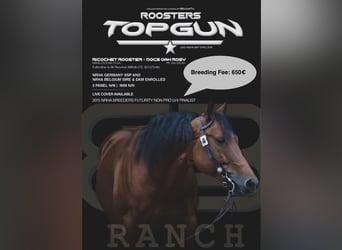 American Quarter Horse, Stallion, 13 years, 14.3 hh, Brown