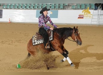 American Quarter Horse, Stallion, 13 years, 14.3 hh, Brown