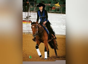 American Quarter Horse, Stallion, 13 years, 14.3 hh, Brown