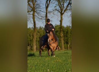 American Quarter Horse, Stallion, 17 years, 14,2 hh, Buckskin