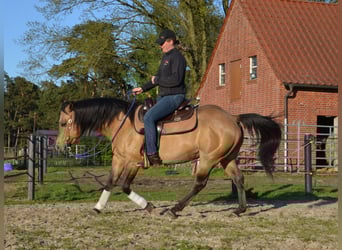 American Quarter Horse, Stallion, 17 years, 14,2 hh, Buckskin