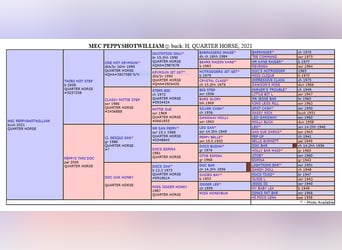 American Quarter Horse, Stallion, 4 years, 15,1 hh, Buckskin