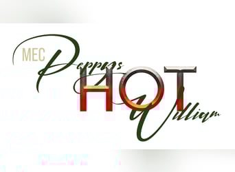 American Quarter Horse, Stallion, 4 years, 15,1 hh, Buckskin