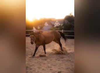 American Quarter Horse, Stallion, 4 years, 14,2 hh, Buckskin