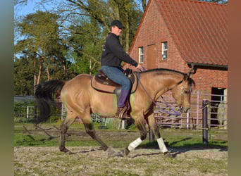 American Quarter Horse, Stallion, 17 years, 14,2 hh, Buckskin