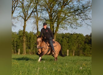 American Quarter Horse, Stallion, 17 years, 14,2 hh, Buckskin