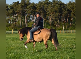 American Quarter Horse, Stallion, 17 years, 14,2 hh, Buckskin