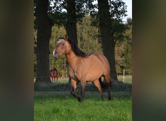 American Quarter Horse, Stallion, 16 years, 14.2 hh, Buckskin