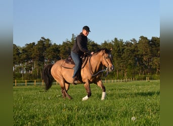 American Quarter Horse, Stallion, 17 years, 14,2 hh, Buckskin