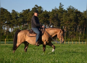 American Quarter Horse, Stallion, 17 years, 14,2 hh, Buckskin