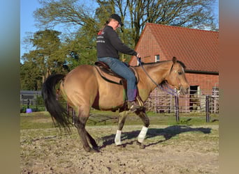 American Quarter Horse, Stallion, 17 years, 14,2 hh, Buckskin