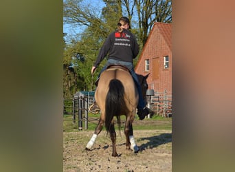 American Quarter Horse, Stallion, 17 years, 14,2 hh, Buckskin