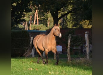 American Quarter Horse, Stallion, 16 years, 14.2 hh, Buckskin